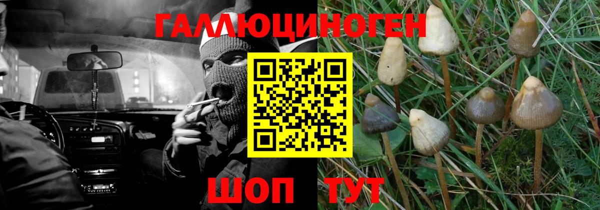 Галлюциногенные грибы Psilocybe Боровичи